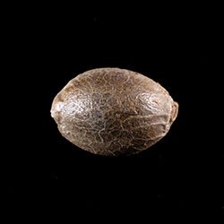 Cannabis-samen: Dosidos Auto, 1 Seed