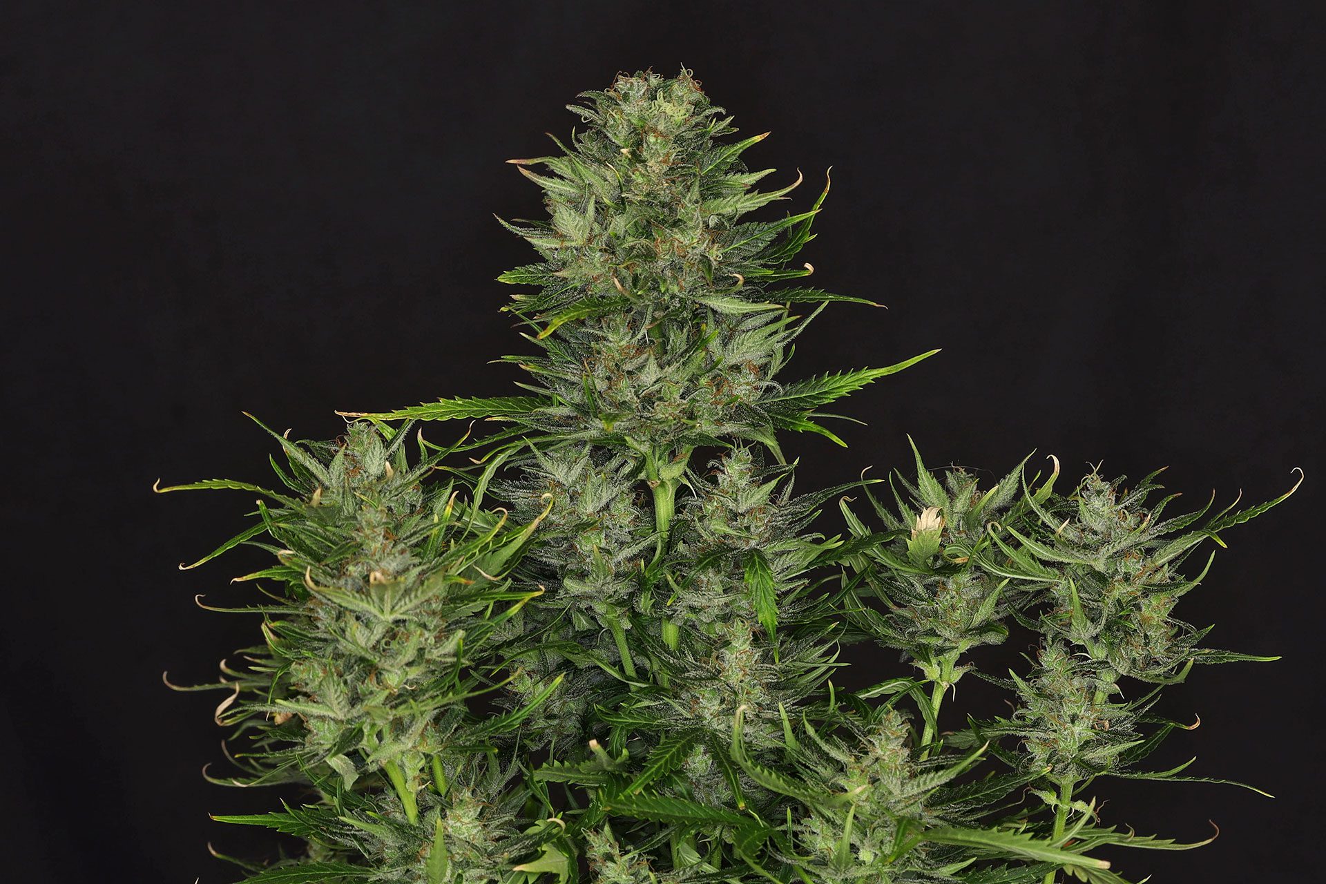 Marijuana seeds - Autoflowering: Dosidos Auto (1)