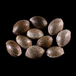 Cannabis-samen: Dosidos Auto, 10+3 Seed