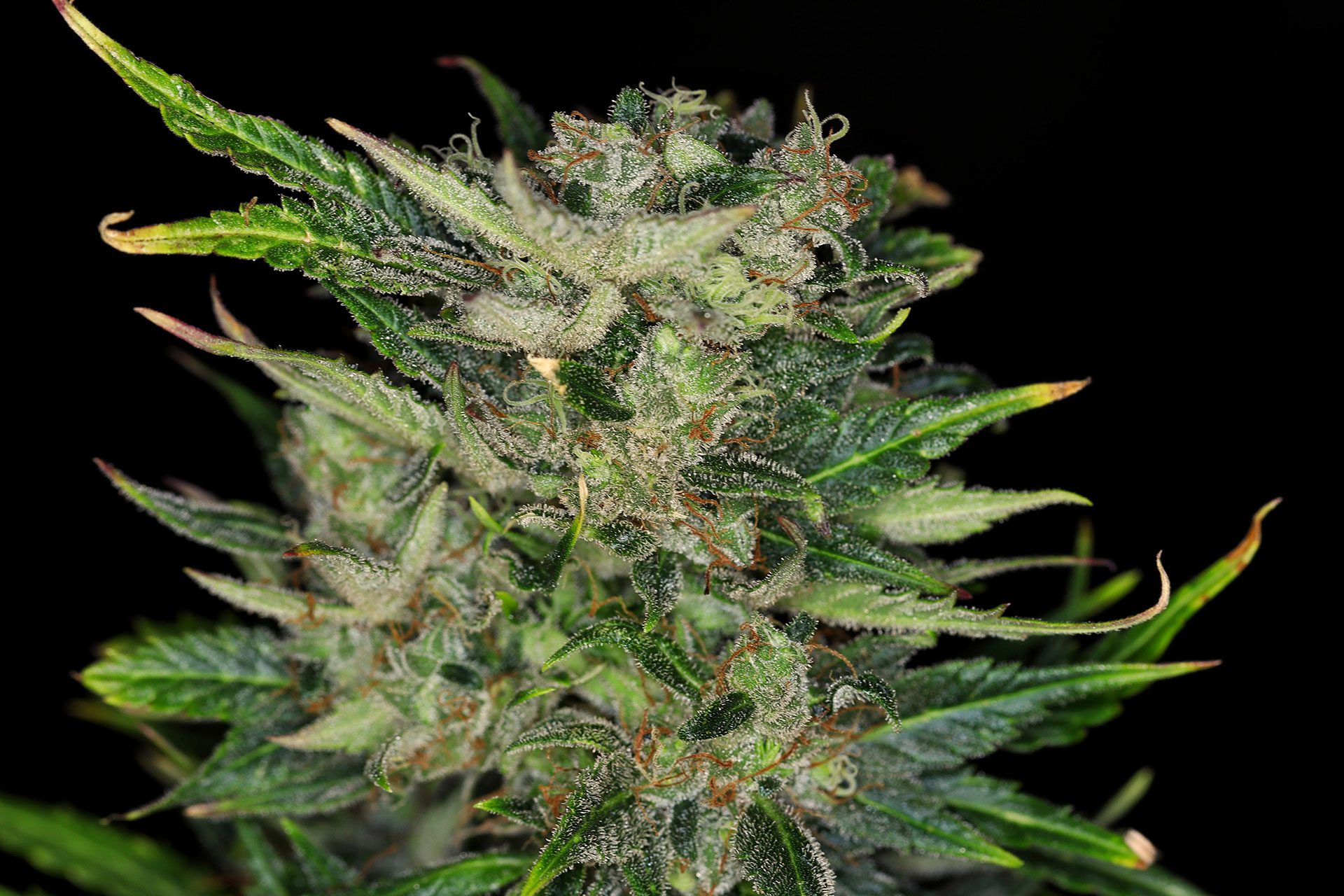 Marijuana seeds - Autoflowering: Dosidos Auto (2)