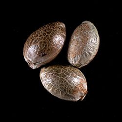 Cannabis-samen: Dosidos Auto, 3+1 Seed