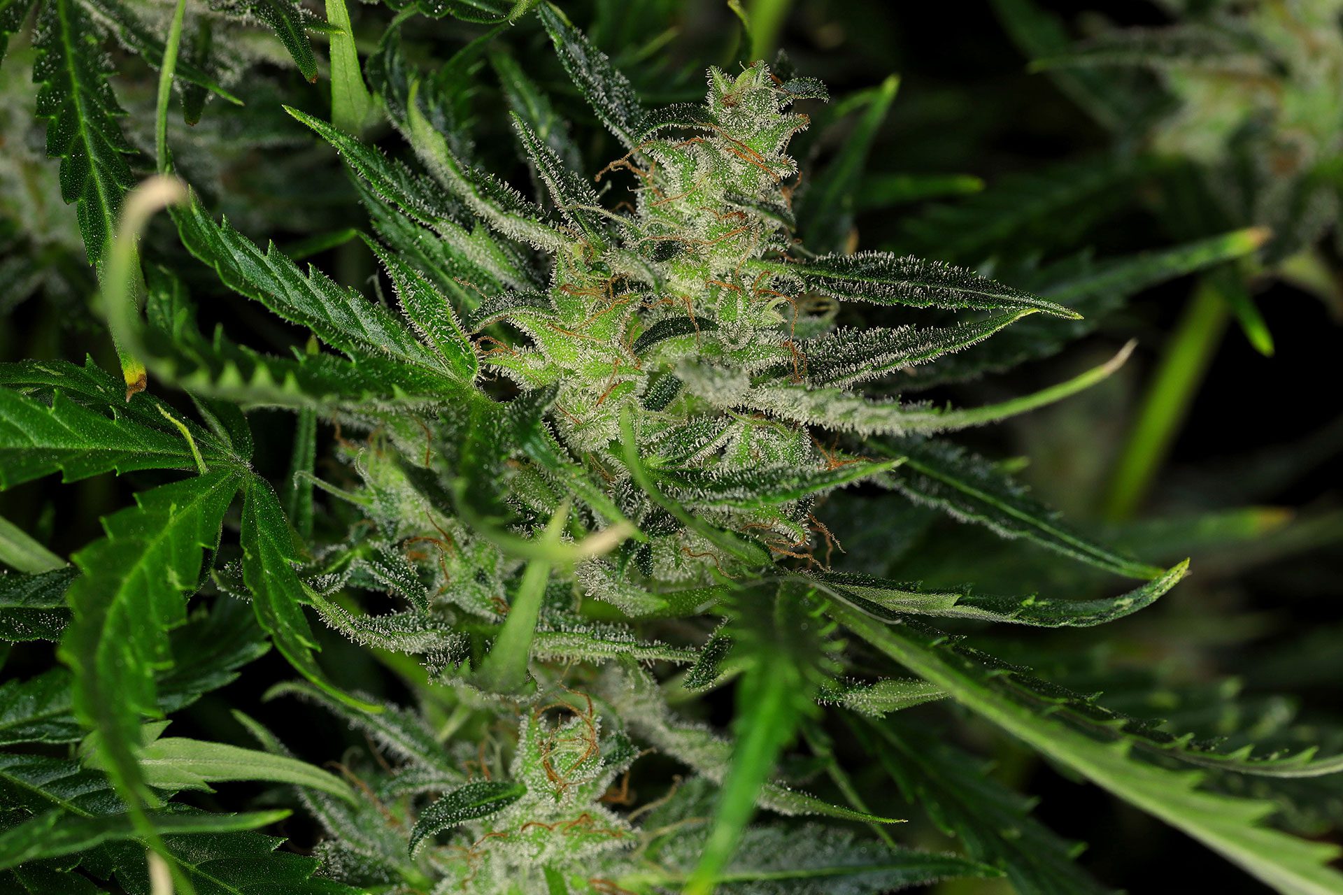 Marijuana seeds - Autoflowering: Dosidos Auto (3)