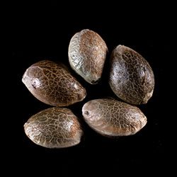 Cannabis-samen: Dosidos Auto, 5+2 Seed