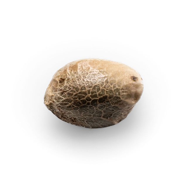 Dosidos Auto