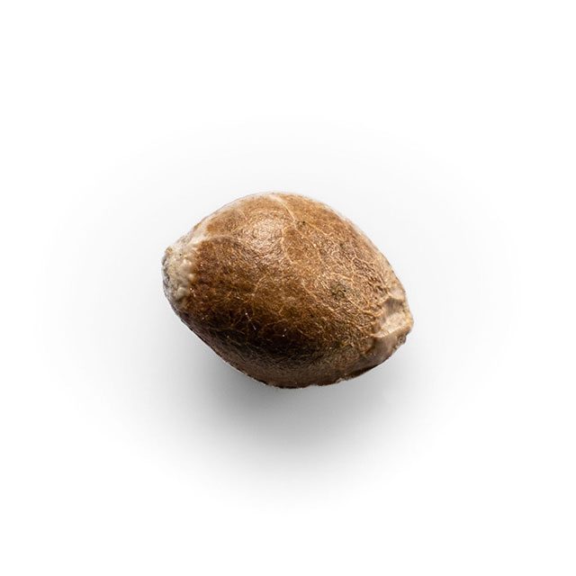 Dosidos