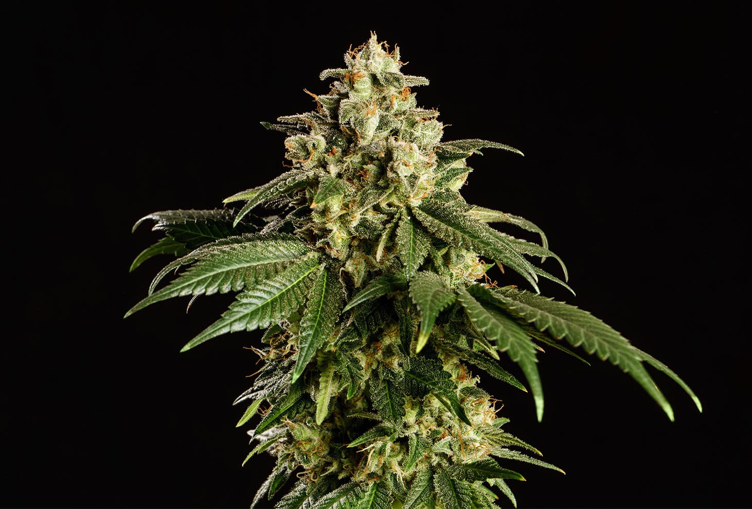 Dream Sherbet