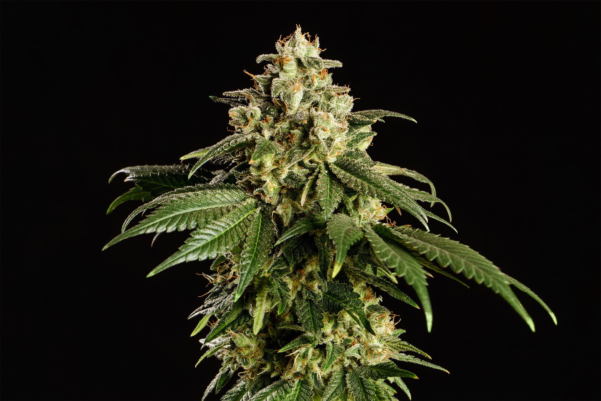 Marijuana seeds - Feminized: Dream Sherbet (1)
