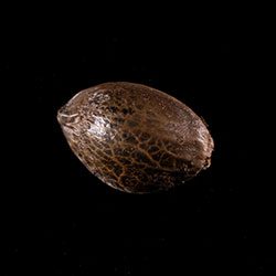 Marijuana seeds: Dream Sherbet,  1 Seed