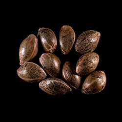 Marijuana seeds: Dream Sherbet,  10+3 Seed