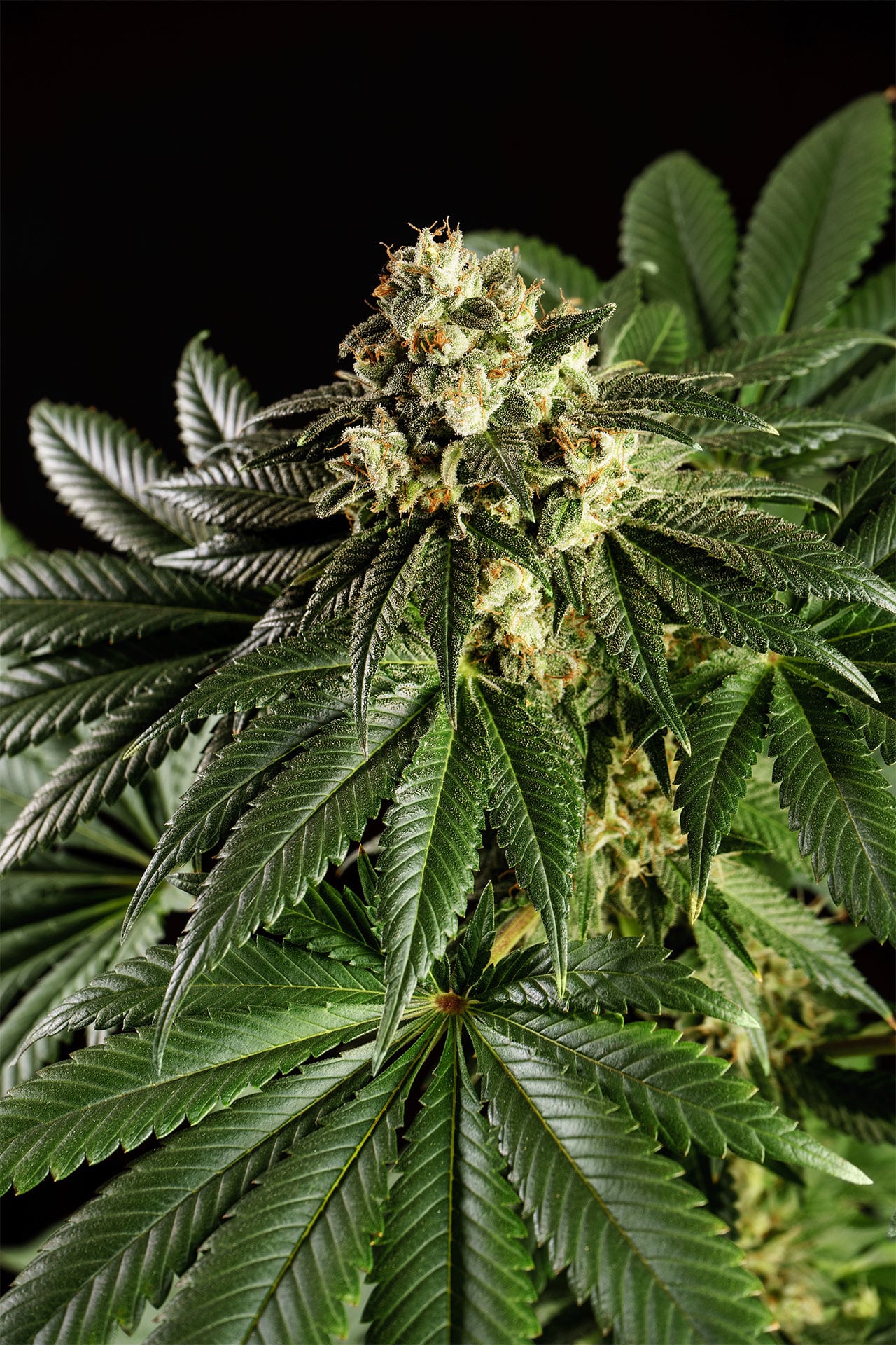 Marijuana seeds - Feminized: Dream Sherbet (2)