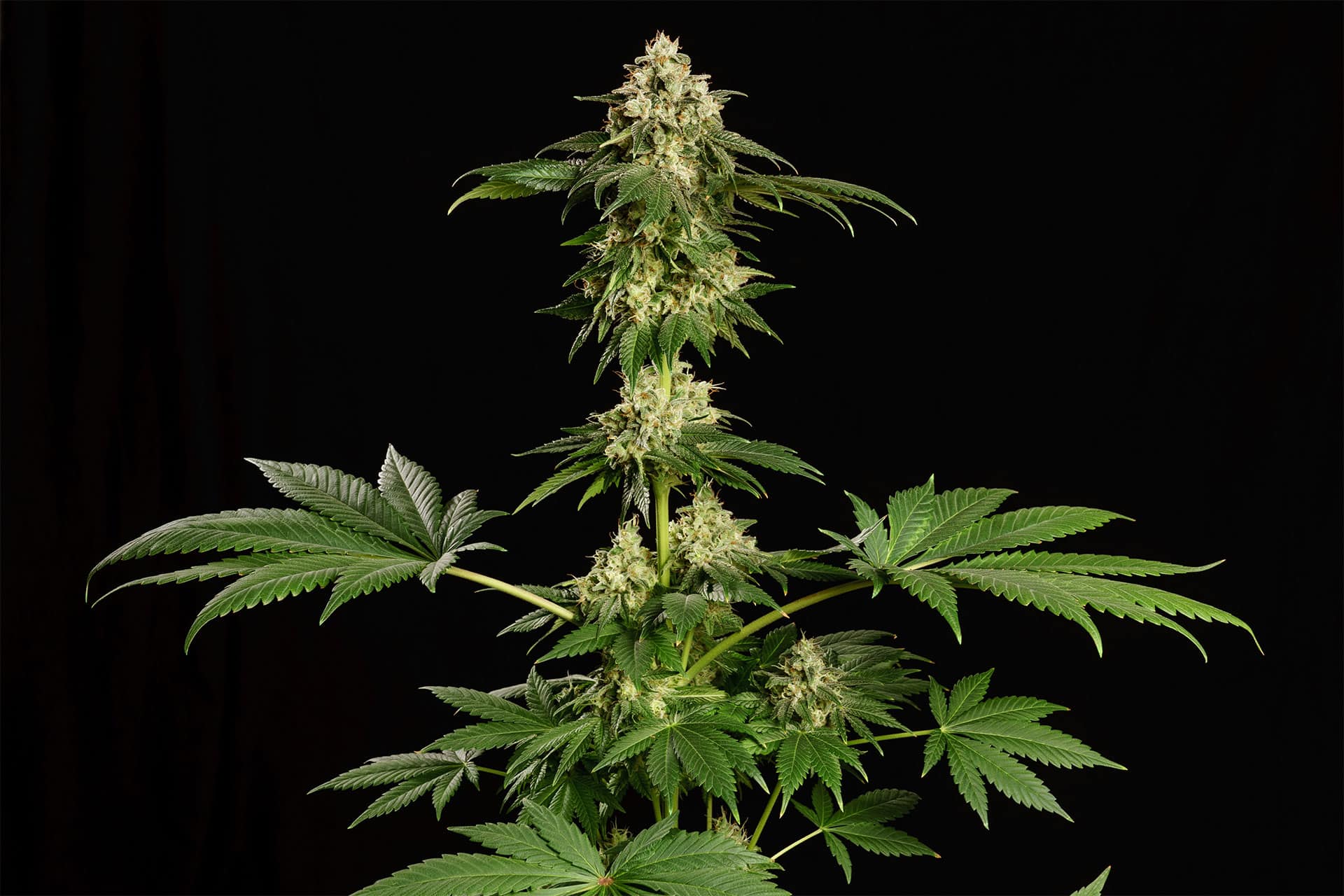 Marijuana seeds - Feminized: Dream Sherbet (3)