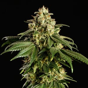 Dream Sherbet