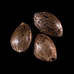 Marijuana seeds: Dream Sherbet,  3+1 Seed