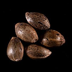 Marijuana seeds: Dream Sherbet,  5+2 Seed