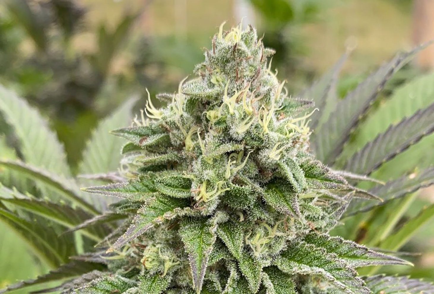 Dream Sherbet Auto