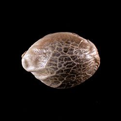 Marijuana seeds: Dream Sherbet Auto, 1 Seed