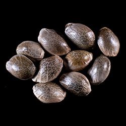 Marijuana seeds: Dream Sherbet Auto, 10+3 Seed