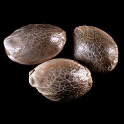 Marijuana seeds: Dream Sherbet Auto, 3+1 Seed