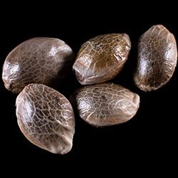 Marijuana seeds: Dream Sherbet Auto, 5+2 Seed