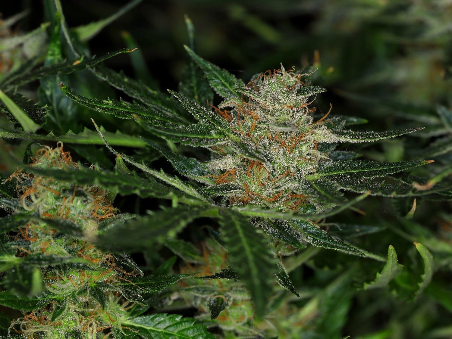 Dream Sherbet Auto