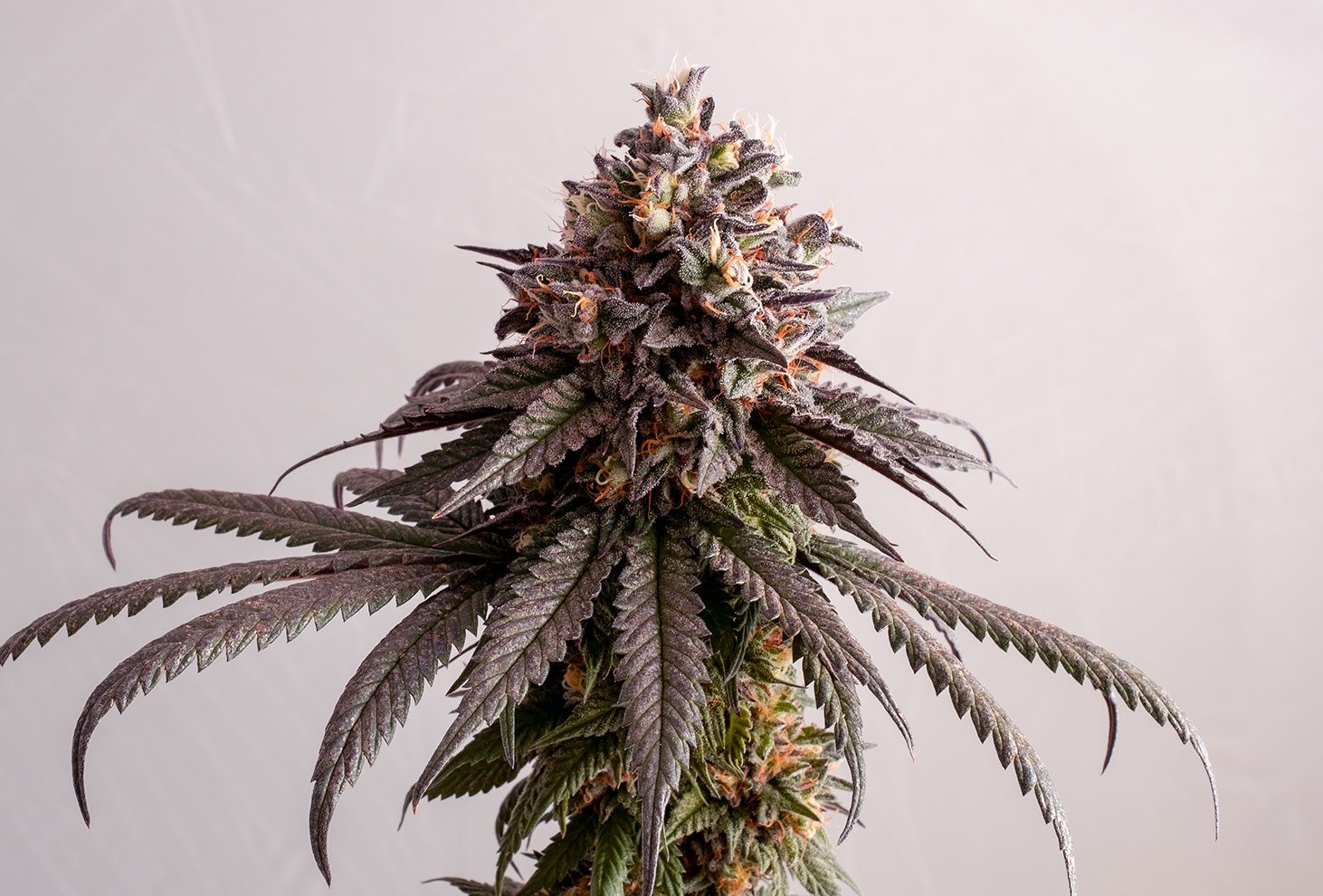 Gelato-K