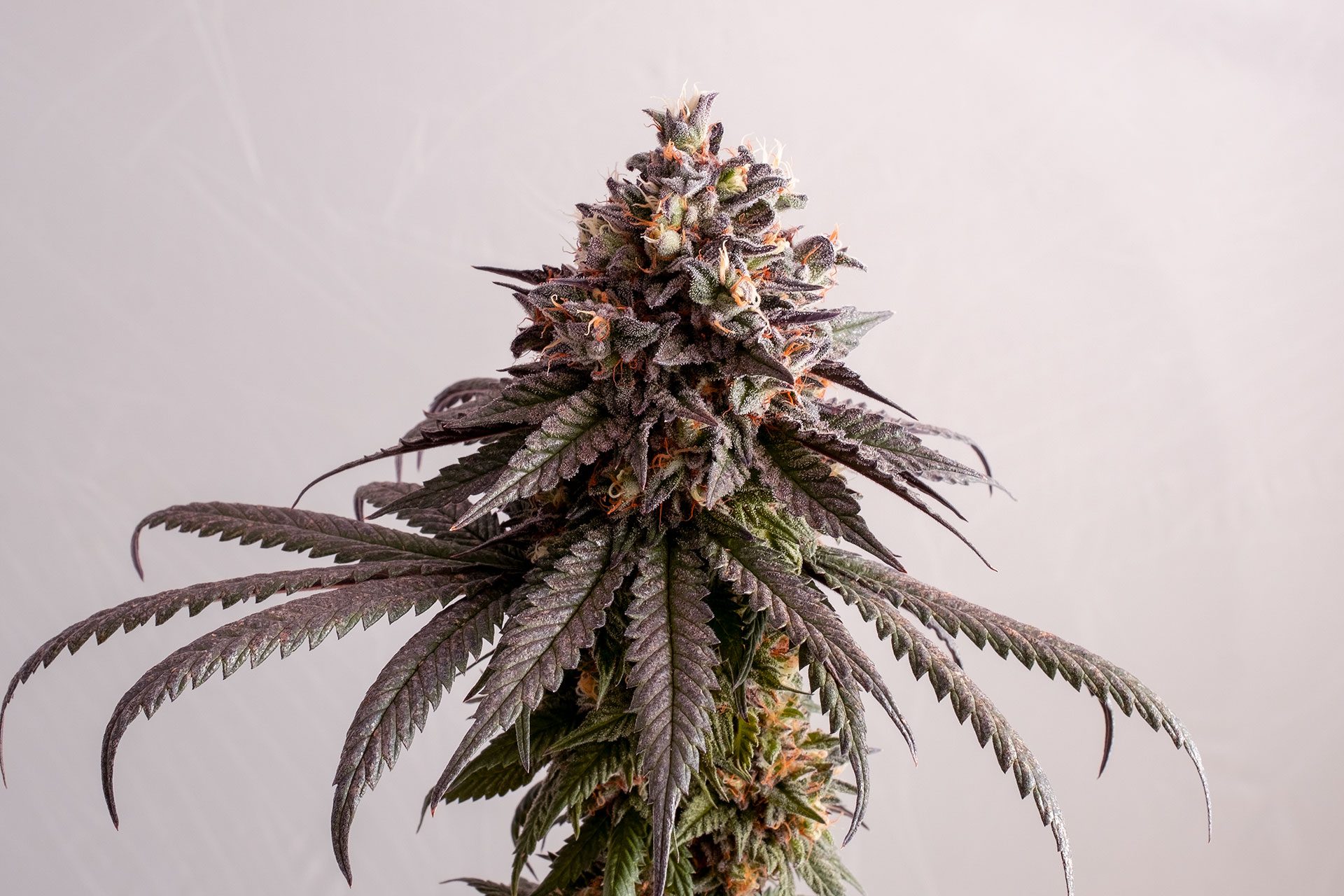 Marijuana seeds - Feminized: Gelato-K (1)