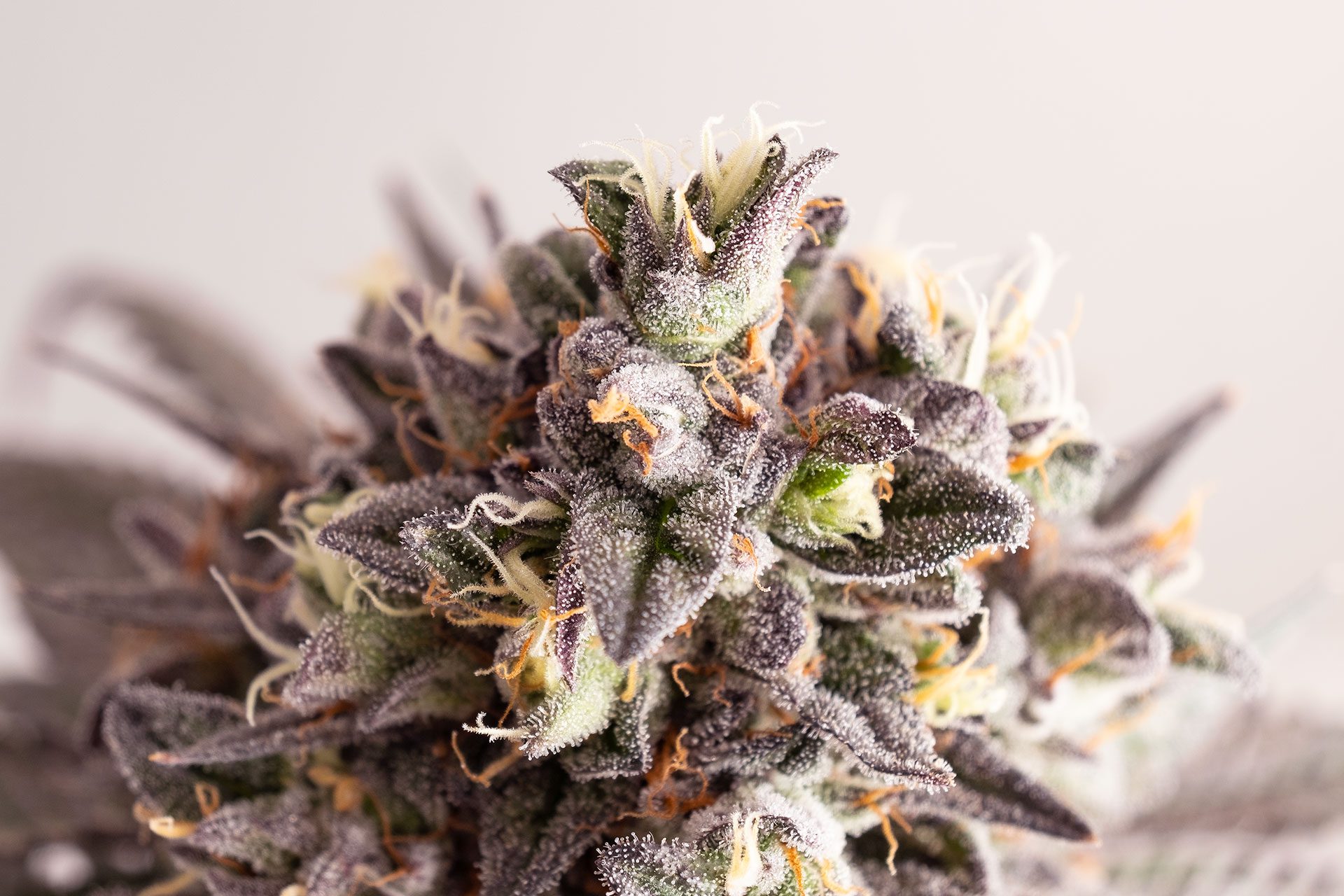Marijuana seeds - Feminized: Gelato-K (2)