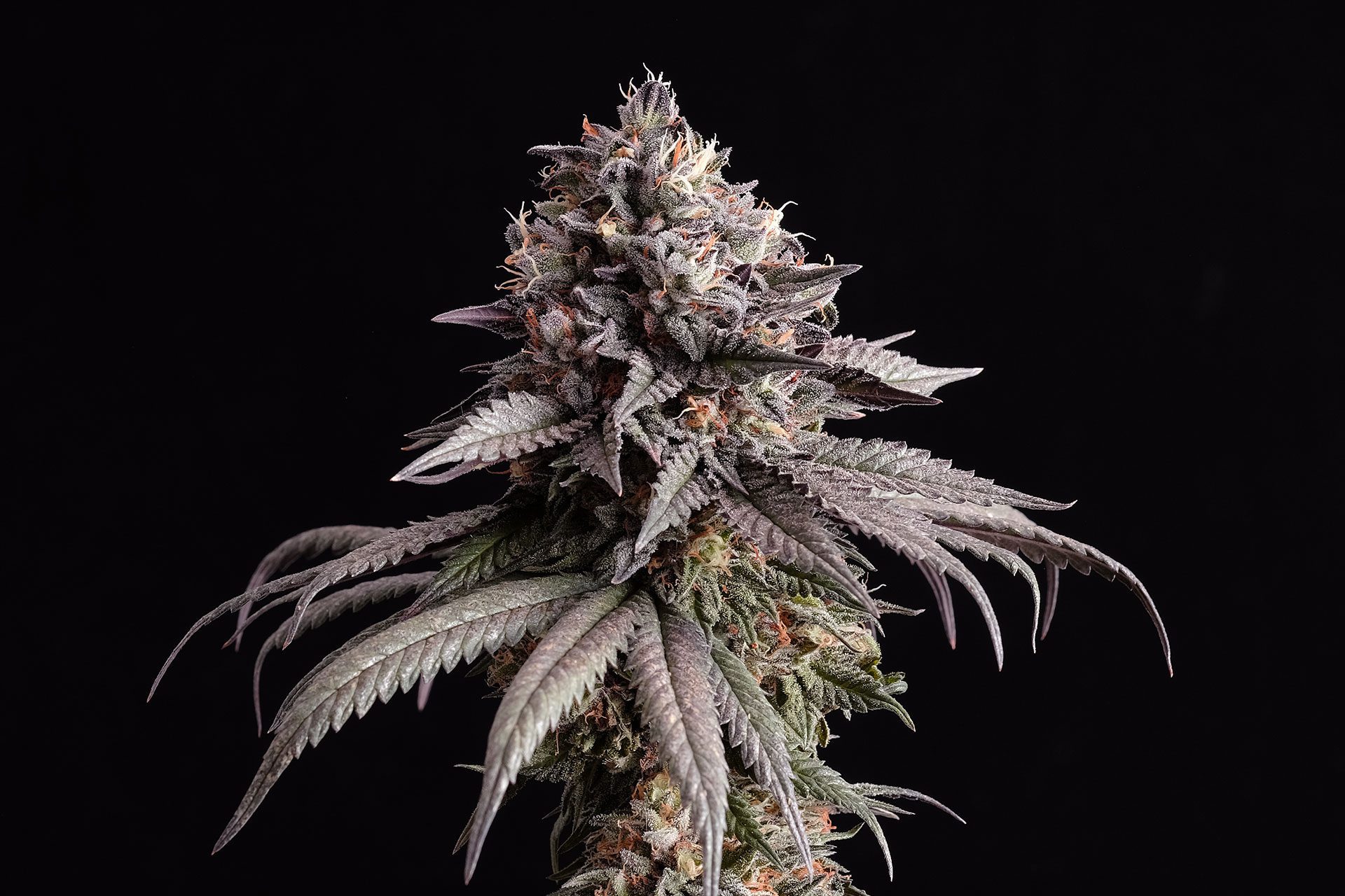 Marijuana seeds - Feminized: Gelato-K (3)