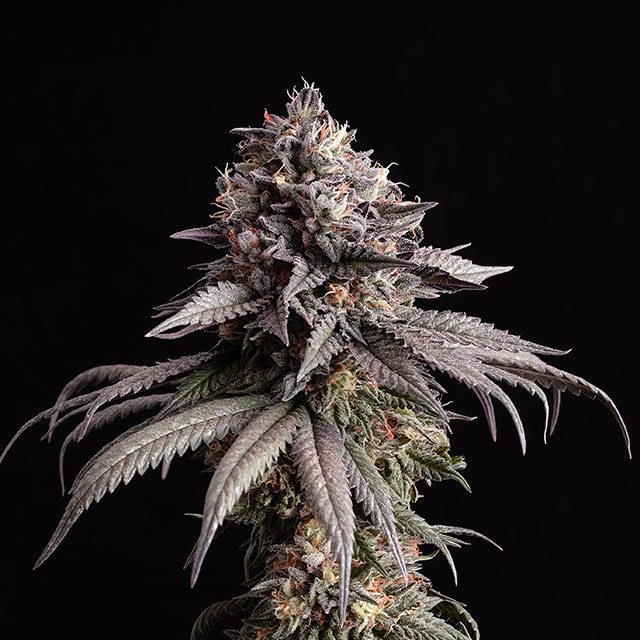 Gelato-K