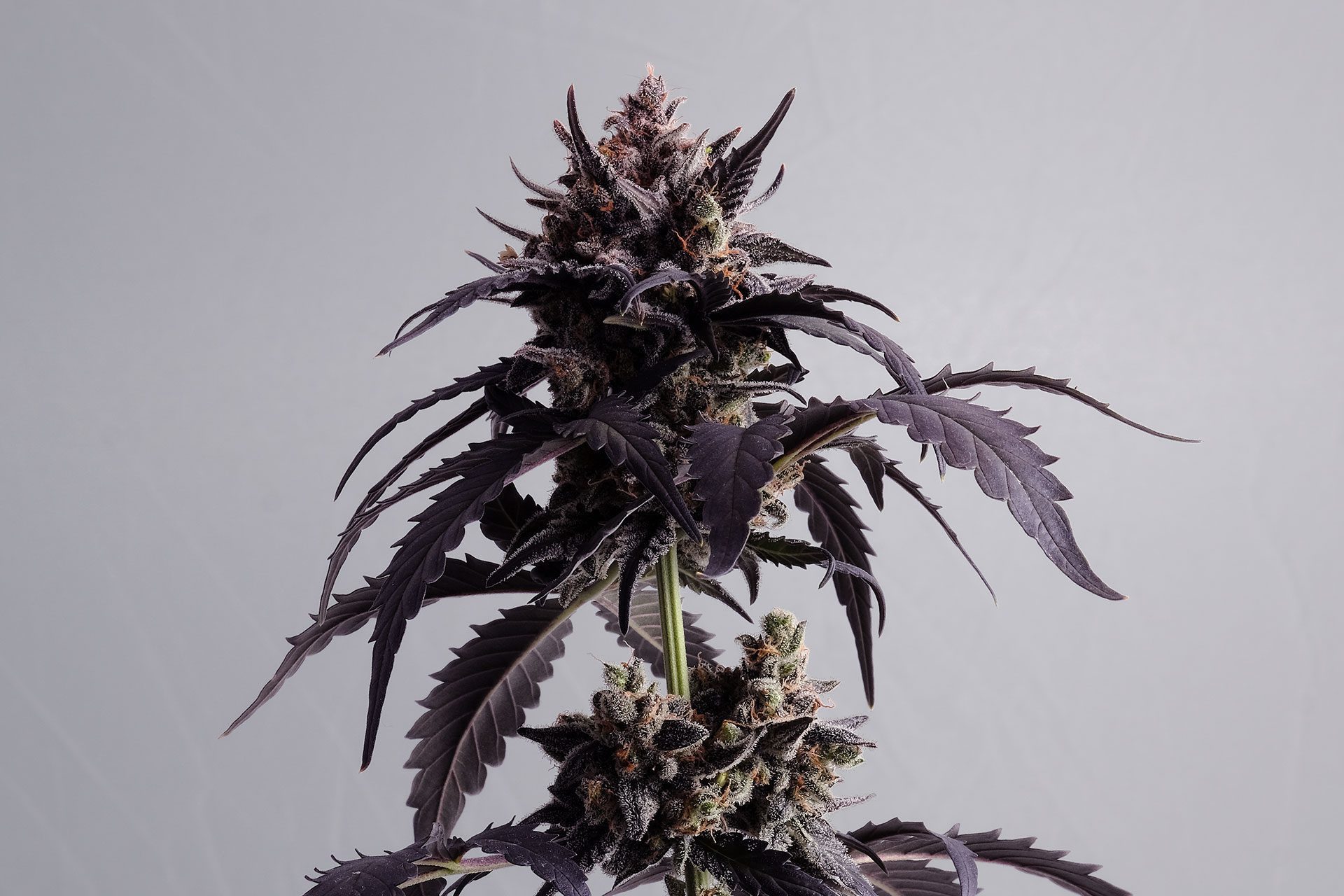 Marijuana seeds - Autoflowering: Ginger Punch Auto (1)