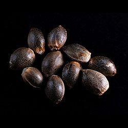 Marijuana seeds: Ginger Punch Auto, 10+3 Seed