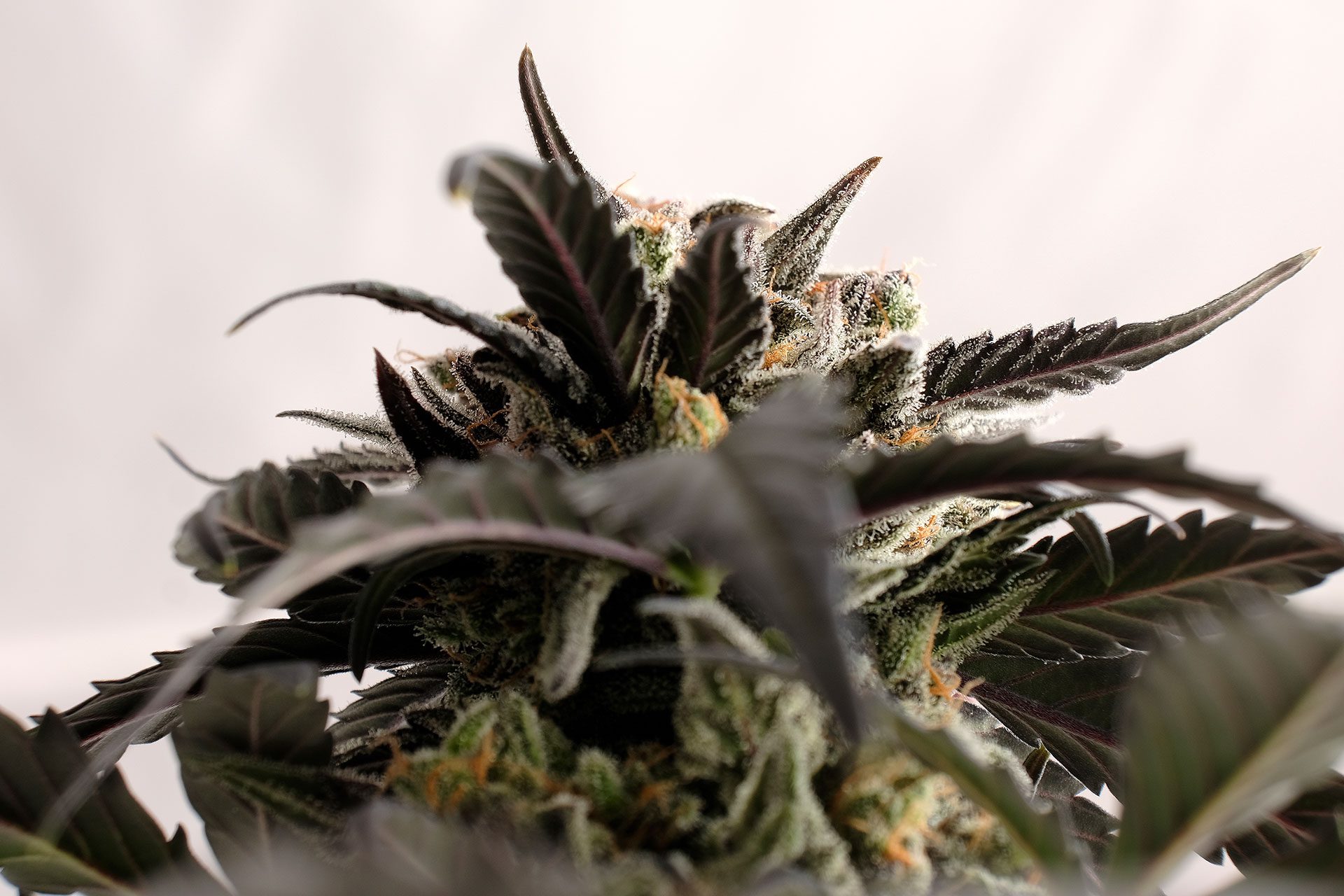 Marijuana seeds - Autoflowering: Ginger Punch Auto (2)