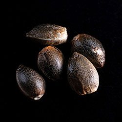 Marijuana seeds: Ginger Punch Auto, 5+2 Seed