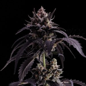 Ginger Punch Auto