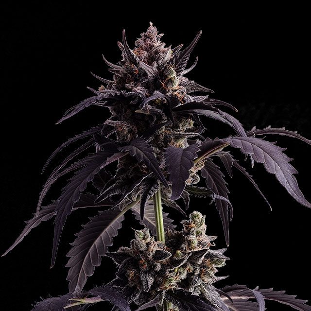 Ginger Punch Auto