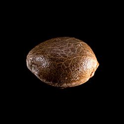 Cannabis-samen: Gnomo Auto, 1 Seed