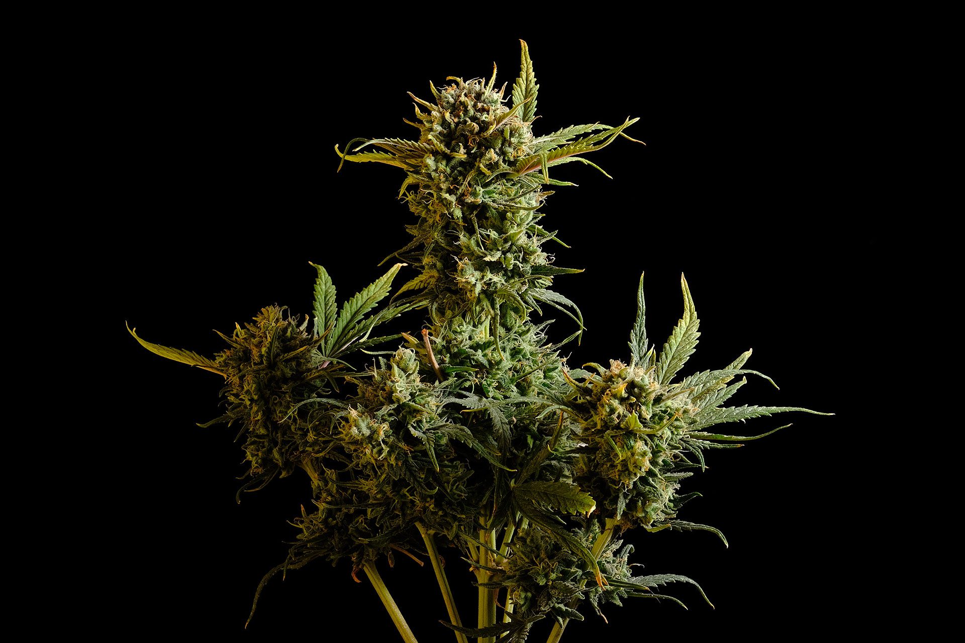Marijuana seeds - Autoflowering: Gnomo Auto (1)