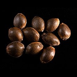 Cannabis-samen: Gnomo Auto, 10+3 Seed