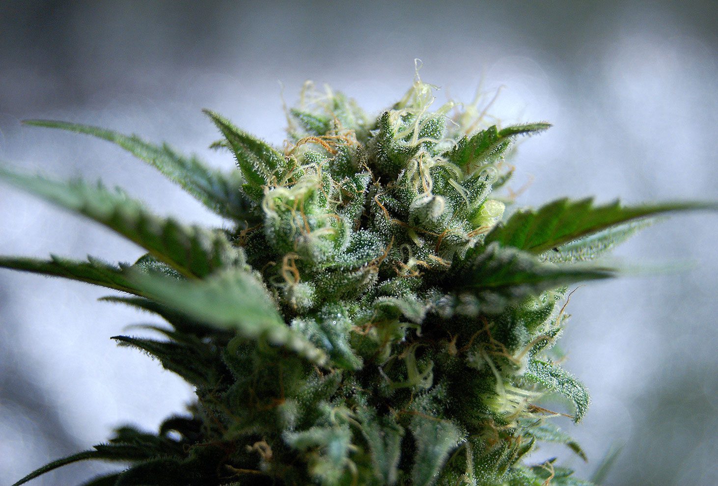 Marijuana seeds - Autoflowering: Gnomo Auto (2)