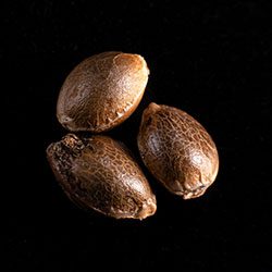 Cannabis-samen: Gnomo Auto, 3+1 Seed