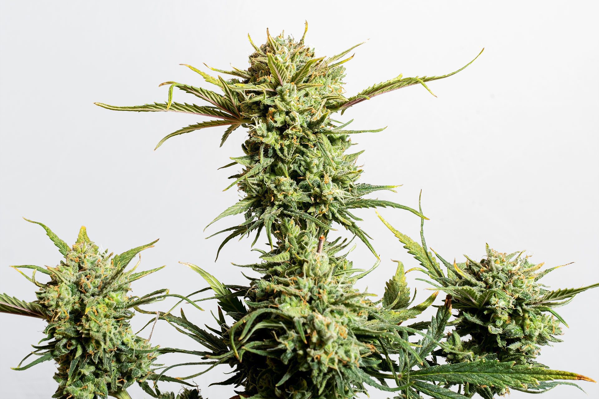 Marijuana seeds - Autoflowering: Gnomo Auto (3)