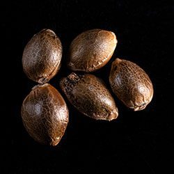 Cannabis-samen: Gnomo Auto, 5+2 Seed