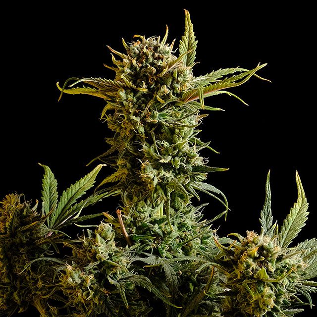 Gnomo Auto