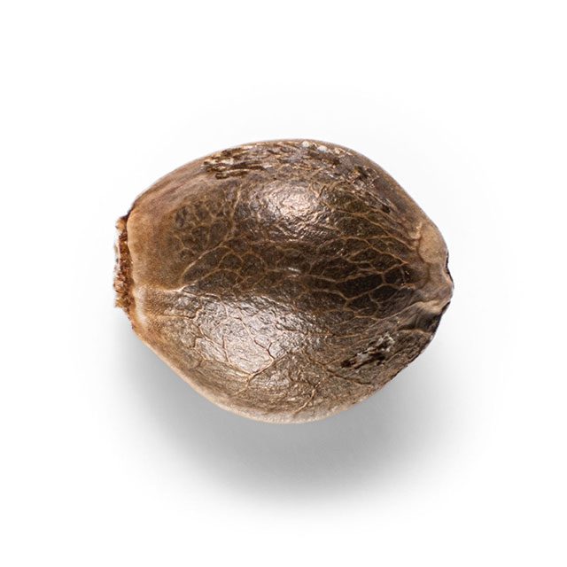 Gnomo Auto