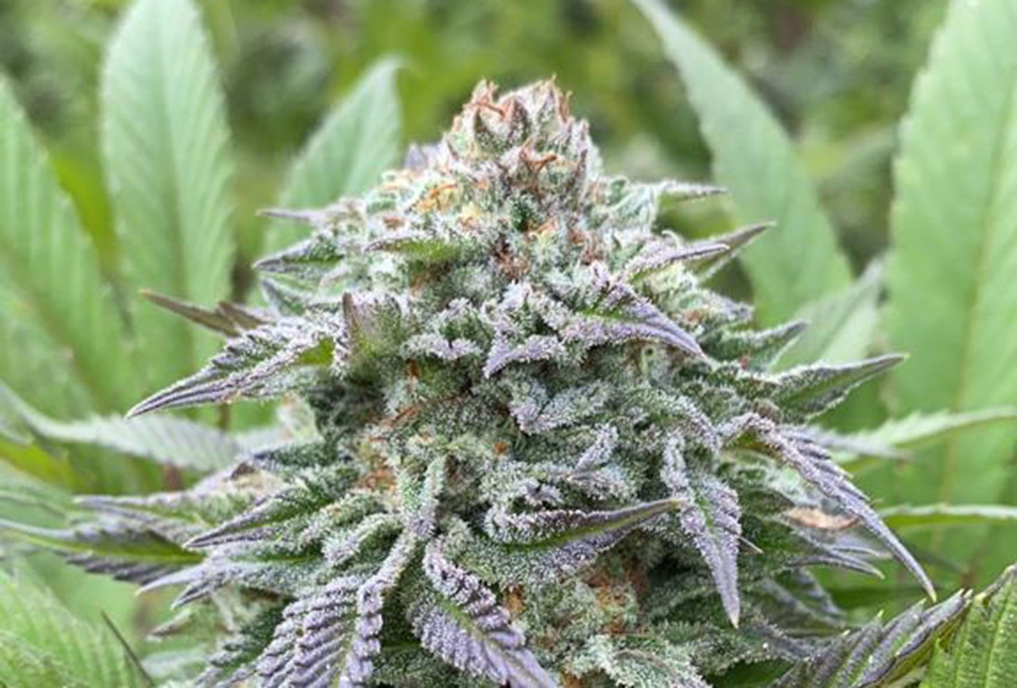 Gorilla King Auto