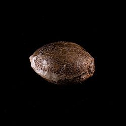 Cannabis-samen: Gorilla King Auto, 1 Seed