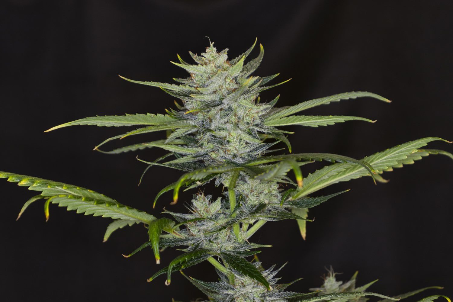Marijuana seeds - Autoflowering: Gorilla King Auto (1)