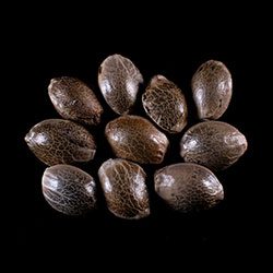 Cannabis-samen: Gorilla King Auto, 10+3 Seed