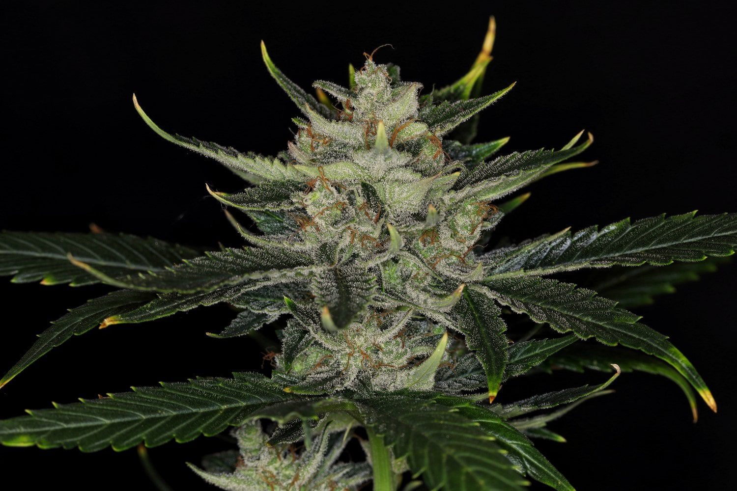 Marijuana seeds - Autoflowering: Gorilla King Auto (2)