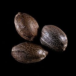 Cannabis-samen: Gorilla King Auto, 3+1 Seed